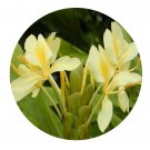 DwarfGiantFarm 200Pcs A Set Hedychium flavum Seed  Prodgf
