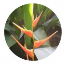 DwarfGiantFarm 200Pcs A Set Heliconia latispatha Red yellow Seed  Prodgf