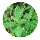 DwarfGiantFarm 200Pcs A Set Helwingia japonica Seed  Prodgf