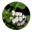 DwarfGiantFarm 200Pcs A Set Heliotropium indicum Seed   Prodgf