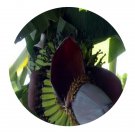 DwarfGiantFarm 200Pcs A Set Musa acuminata Colla Seed   Prodgf