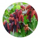 DwarfGiantFarm 200Pcs A Set Morus alba Seed  Prodgf