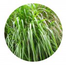 DwarfGiantFarm 200Pcs A Set Mosla chinensis Maxim Seed Prodgf