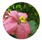 DwarfGiantFarm 200Pcs A Set Mussaenda hybrida cv. Alicia Seed Prodgf