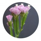 DwarfGiantFarm 200Pcs A Set Myosotis sylvatica Seed Prodgf