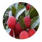 DwarfGiantFarm 200Pcs A Set Myrica rubra Seed Prodgf