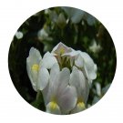 DwarfGiantFarm 200Pcs A Set Nemesia strumosa Seed Prodgf