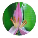 DwarfGiantFarm 200Pcs A Set Musa ornata Seed Prodgf