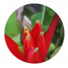 DwarfGiantFarm 200Pcs A Set Musa uranoscopus Seed  Prodgf