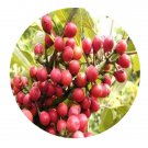 DwarfGiantFarm 200Pcs A Set Neolitsea sericea Seed  Prodgf