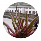 DwarfGiantFarm 50Pcs A Set Neoregelia Fireball Seed  Prodgf