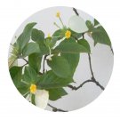 DwarfGiantFarm 200Pcs A Set Mussaenda kwangsiensis Seed  Prodgf