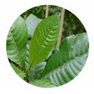 DwarfGiantFarm 200Pcs A Set Morinda angustifolia Seed  Prodgf