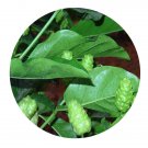 DwarfGiantFarm 200Pcs A Set Morinda officinalis Seed  Prodgf