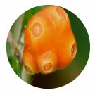 DwarfGiantFarm 200Pcs A Set Morinda parvifolia Bartl Seed Prodgf