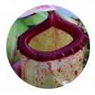 DwarfGiantFarm 200Pcs A Set Nepenthes sibuyanensis Seed  Prodgf