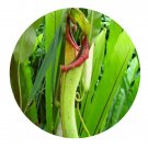 DwarfGiantFarm 200Pcs A Set Nepenthes. distillatoria Seed  Prodgf