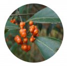 DwarfGiantFarm 200Pcs A Set Morinda umbellata Seed  Prodgf
