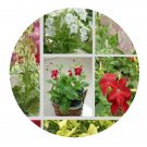 DwarfGiantFarm 200Pcs A Set Nicotiana sanderae Seed  Prodgf
