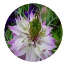 DwarfGiantFarm 5000Pcs A Set Nigella damascena Seed   Prodgf