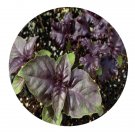 DwarfGiantFarm 200Pcs A Set Ocimum basilicum Purple Ruffles  Seed Prodgf