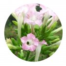 DwarfGiantFarm 200Pcs A Set Nicotiana sanderae Seed Prodgf
