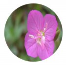 DwarfGiantFarm 200Pcs A Set Oenothera rosea Seed  Prodgf