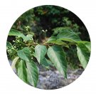 DwarfGiantFarm 200Pcs A Set Nyssa sinensis Seed  Prodgf