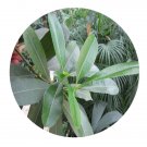 DwarfGiantFarm 200Pcs A Set Ochrosia elliptica Seed Prodgf