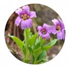 DwarfGiantFarm 200Pcs A Set Omphalogramma forrestii Seed Prodgf