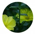 DwarfGiantFarm 200Pcs A Set Oenothera drummondii Hook Seed Prodgf