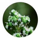 DwarfGiantFarm 200Pcs A Set Origanum majorana Seed Prodgf