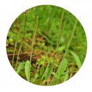 DwarfGiantFarm 200Pcs A Set Plantago virginica L. Seed Prodgf