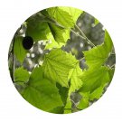 DwarfGiantFarm 200Pcs A Set Platanus occidentalis Seed Prodgf