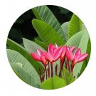 DwarfGiantFarm 200Pcs A Set Plumeria rubra Linn Seed Prodgf