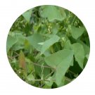 DwarfGiantFarm 200Pcs A Set polygonum perfoliatum Seed  Prodgf