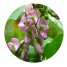 DwarfGiantFarm 200Pcs A Set Pongamia pinnata Seed   Prodgf