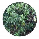 DwarfGiantFarm 200Pcs A Set Pittosporum moluccanum Miq Seed  Prodgf