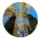 DwarfGiantFarm 200Pcs A Set Populus nigra var.italica Seed   Prodgf