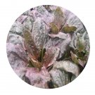 DwarfGiantFarm 200Pcs A Set Plantago Seed    Prodgf