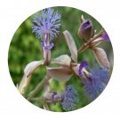 DwarfGiantFarm 200Pcs A Set Polygala sibirica L Seed   Prodgf