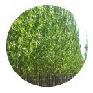 DwarfGiantFarm 200Pcs A Set Populus hopeiensis Hu et Chow Seed   Prodgf