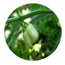 DwarfGiantFarm 200Pcs A Set Polygonatum cirrhifolium Seed   Prodgf