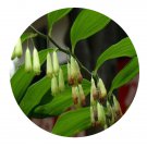 DwarfGiantFarm 200Pcs A Set Polygonatum cyrtonema Seed Prodgf