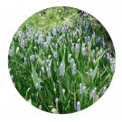 DwarfGiantFarm 200Pcs A Set Pontederia cordata Seed Prodgf
