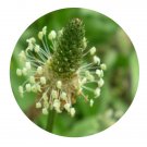 DwarfGiantFarm 200Pcs A Set Plantaga lanceolata Seed Prodgf