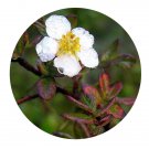 DwarfGiantFarm 200Pcs A Set Potentilla glabra Seed Prodgf