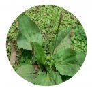 DwarfGiantFarm 200Pcs A Set Plantago asiatica L. Plantago major Seed Prodgf