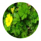 DwarfGiantFarm 200Pcs A Set Potentilla kleiniana Seed  Prodgf