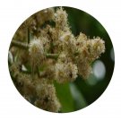 DwarfGiantFarm 200Pcs A Set Pittosporum paniculiferum Seed   Prodgf